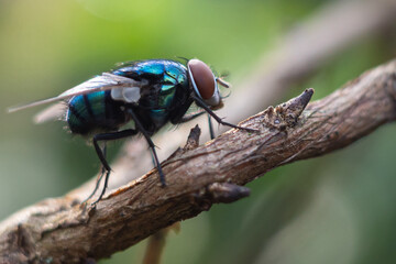 Calliphora vomitoria is a type species of the genus Calliphora