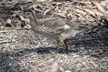 Obraz premium this is a side view of an Australin maned duck chick