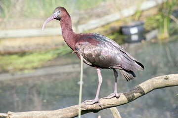 the glossy ibis is standing on a branch over the water