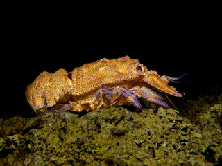 Mediterranean slipper lobster - Scyllarides latus 