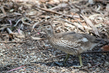 this is a side view of an Australin maned duck chick