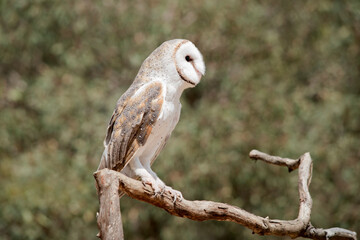 the barn owl has a heart shaped white face and chest