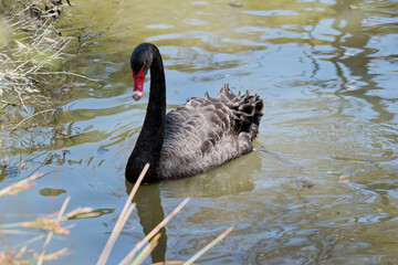 Fototapeta premium the black swan is swimming in the water