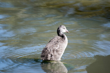 them oorhen chick is all grey  he will change color to black as he gets new feather
