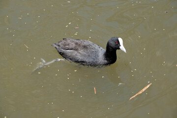 the eurasian coot is swimming in the lake