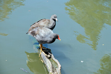 the dusky moorhen is a grey water bird with an orange shield and yellow tip, her chick is just grey