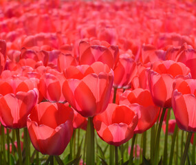 Red tulips on a sunny day in horizontal