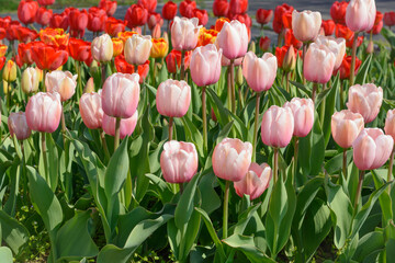 Flower bed with light pink tulips