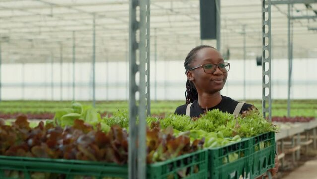 Portrait of african american greenhouse worker pushing rack of crates with different types of lettuce while looking around and smiling. Happy organic farm picker working in hydroponic enviroment.