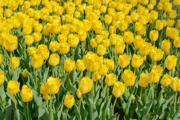 Flower bed with yellow tulips on a blurred background