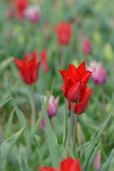 Spring view of scarlet tulip flower on blurred background