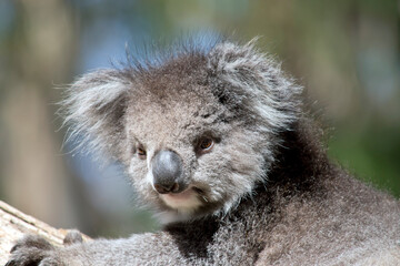 Obraz premium this is a close up of a koala