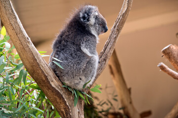 the koala has grey fur on its body a white chest and white ears