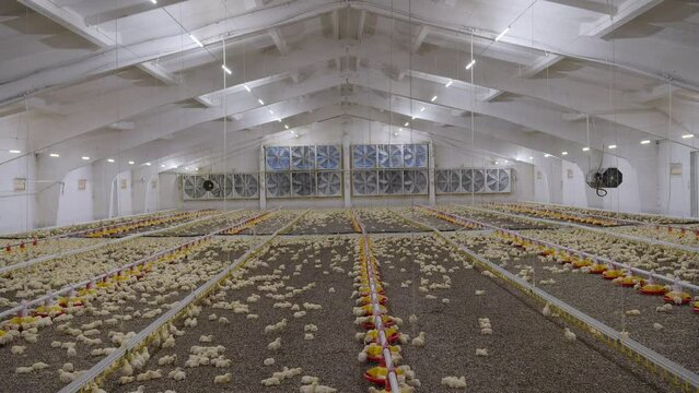 Indoors chicken farm, chicken feeding