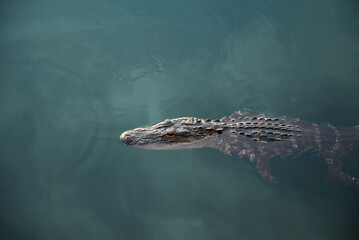 alligator in the water