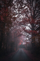 Country road on a misty morring in autumn