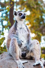 Lémur de cola anillada (Lémur Catta)