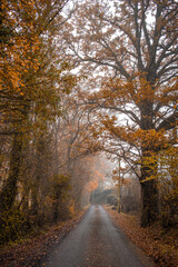 Fototapeta premium Country road on a misty morring in autumn