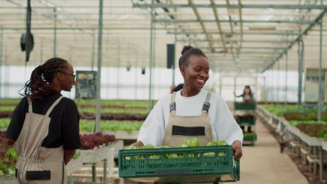 African american organic farm worker walking and smiling while holding lettuce crate and saying hello to greenhouse picker. Happy woman working in hydroponic enviroment preparing vegan food delivery.