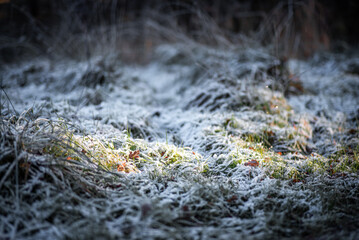 Snow and frosty gras in sunlight on a cold day