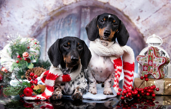 Tvo  dachshunds piebald color; New Year's puppy; Christmas dog; christmas dachshunds