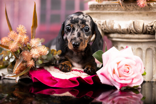 Dogs dachshunds puppy merle on pink background, dog portrait