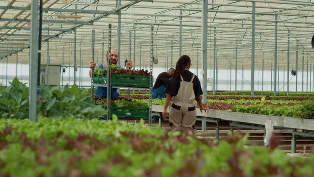 Caucasian farm worker pushing rack with different types of organic lettuce saying hello to african american woman in greenhouse. Vegetables picker preparing bio greens delivery to local business.