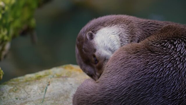 Close up Lutra | Otter lies on a stone and preening. Eurasian otter (Lutra lutra), also known as the European otter, Eurasian river otter, common otter, and Old World otter, is a semiaquatic mammal