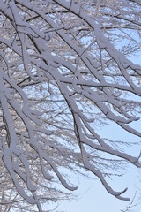Branches enneigées dans le ciel bleu