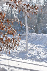 Feuilles mortes sous la neige 