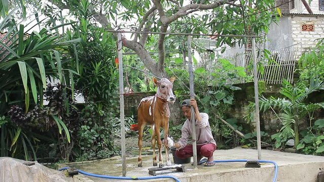 Young Shepherds from Asia who are Bathing and Caring for Their Cattle to Stay Healthy