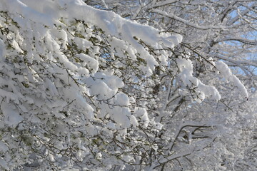 Branches d'arbre enneigée