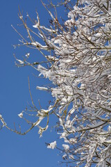 Branches d'arbre enneigée sous le ciel bleu