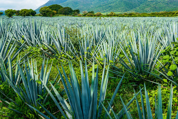 Mature agave fields near the town of Tequila, Jalisco during the rain season