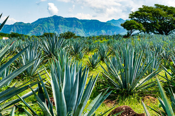 Mature agave fields near the town of Tequila, Jalisco during the rain season with sierras on the background