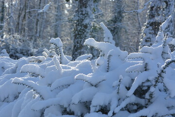 Végétation sous la neige