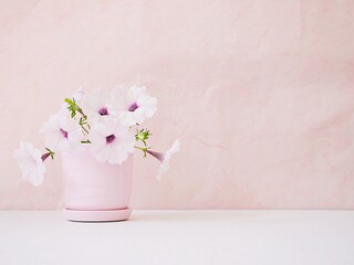 Flowers Petunia in pot on white table Pink background for lettering writing message for Mother's day ,Valentine's ,Greeting card ,Celebrate ,empty wall Copy space Romantic love festive card
