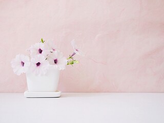 Flowers Petunia in pot on white table Pink background for lettering writing message for Mother's day ,Valentine's ,Greeting card ,Celebrate ,empty wall Copy space Romantic love festive card