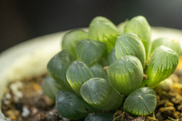 ハオルチアオブツーサ　雫石12