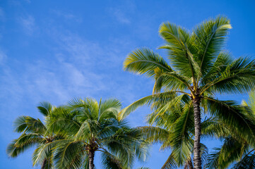 Fototapeta na wymiar Blue Sky with Cirrus Clouds Over Green and Yellow Coconut Palm Trees in Hawaii.