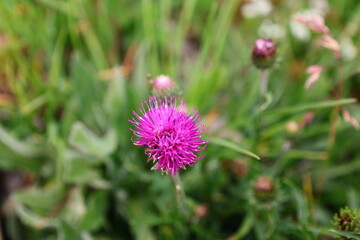 View of flowers on the town of Vacheresse in Haute-Savoie