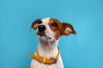 Adorable Jack Russell terrier with collar on light blue background