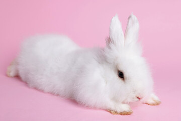 Fluffy white rabbit on pink background. Cute pet
