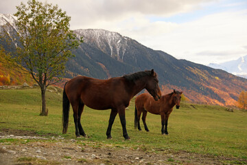 Fototapeta na wymiar Brown horses in mountains on sunny day. Beautiful pets