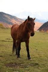 Obraz premium Brown horse in mountains on sunny day. Beautiful pet