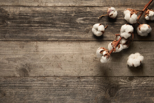 Dry cotton branch with fluffy flowers on wooden table, flat lay. Space for text