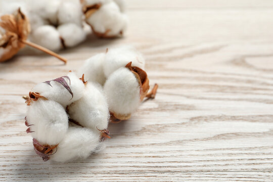 Fluffy cotton flowers on white wooden table, closeup. Space for text