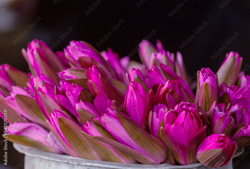 Wall mural lotus in pot