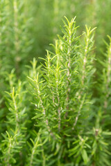 Rosemary herb grows in outdoor garden