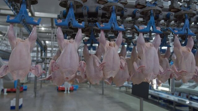 Conveyor Poultry Processing modern Plant. chicken meat. Chicken factory line